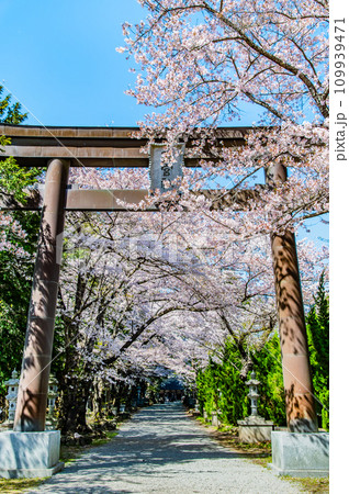 山梨 桜満開の冨士御室浅間神社 ~表参道の大鳥居~ 山梨 桜満開の冨士御室浅間神社 ~表参道の大鳥居~ 109939471