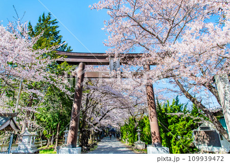 山梨 桜満開の冨士御室浅間神社　～表参道の大鳥居～ 109939472