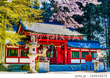 桜満開の冨士御室浅間神社　～本宮～ 109939870