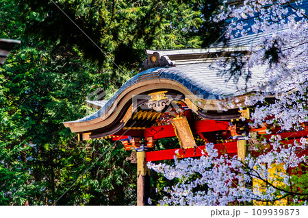 桜満開の冨士御室浅間神社　～本宮～ 109939873
