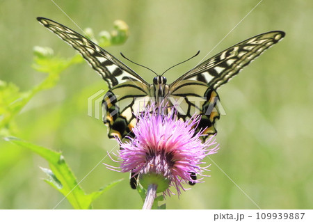アザミの花で吸蜜するアゲハチョウ（ナミアゲハ） 109939887