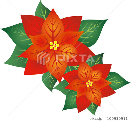 ポインセチア 冬 クリスマス 花 イラスト 飾り あしらい ベクター 素材