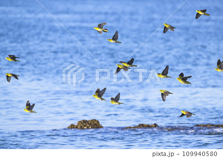 アオバト群れの飛翔 109940580