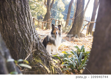 遊歩道のある公園でお座りをして木の間から見つめる犬　シェルティー 109940744