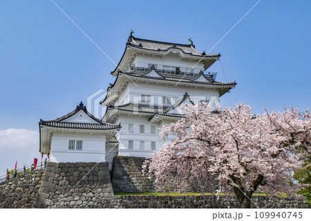 神奈川県 小田原城 天守と満開の桜 神奈川県 小田原城 天守と満開の桜 109940745