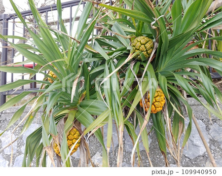 沖縄　本部町備瀬崎5　アダン 109940950