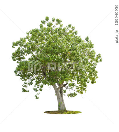 Tree isolated on white background, tropical trees isolated used for design, advertising. 109940956