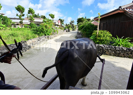 竹富島の集落を行く水牛車 竹富島の集落を行く水牛車 109943062