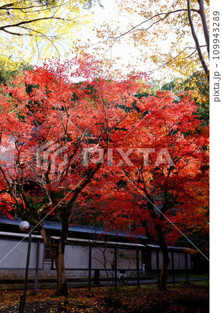 養父神社の紅葉は鮮やかな赤 養父神社の紅葉は鮮やかな赤 109943289