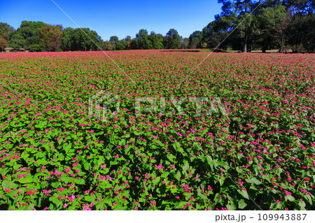 【佐賀県】快晴の吉野ヶ里歴史公園の赤ソバ畑 109943887