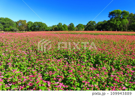 【佐賀県】快晴の吉野ヶ里歴史公園の赤ソバ畑 【佐賀県】快晴の吉野ヶ里歴史公園の赤ソバ畑 109943889