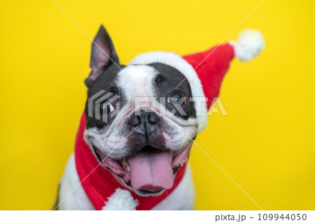 happy and cheerful Boston Terrier dog in a Santa Claus hat and a red scarf smiles positively and sticks out his tongue on a yellow background. The concept of New Year and Christmas 109944050