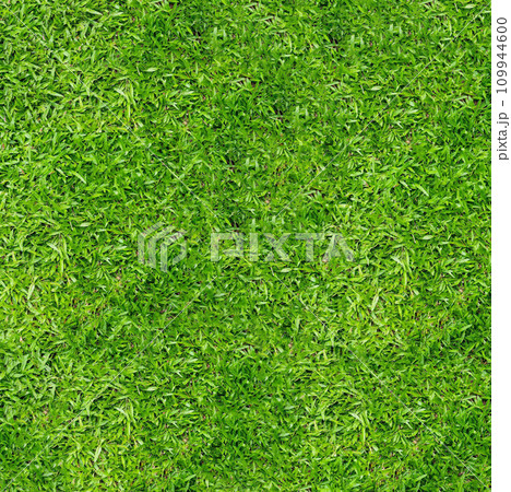 Trampled green grass close-up view from above Trampled green grass close-up view from above 109944600