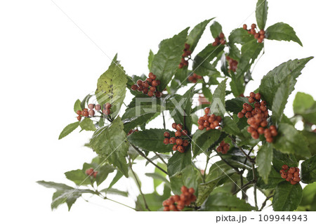 冬に咲く赤いセンリョウの実　（千両）冬、十二月 109944943