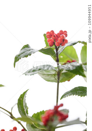 冬に咲く赤いセンリョウの実　（千両）冬、十二月 109944951