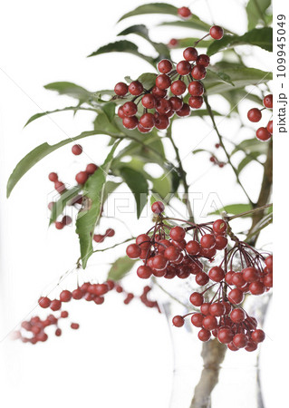 冬 赤いマンリョウの実　（万両）冬、十二月 109945049