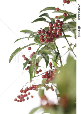冬 赤いマンリョウの実　（万両）冬、十二月 109945052