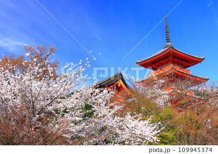 【京都府】快晴の清水寺の三重塔と満開の桜 109945374