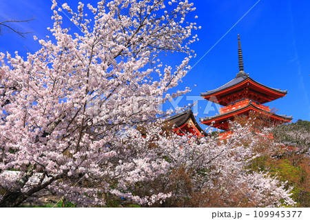 【京都府】快晴の清水寺の三重塔と満開の桜 109945377
