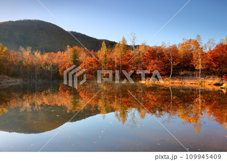 長野県松本市安曇鈴蘭 乗鞍高原一ノ瀬園地 早朝のまいめの池の水面に映り込む紅葉の水鏡 長野県松本市安曇鈴蘭 乗鞍高原一ノ瀬園地 早朝のまいめの池の水面に映り込む紅葉の水鏡 109945409