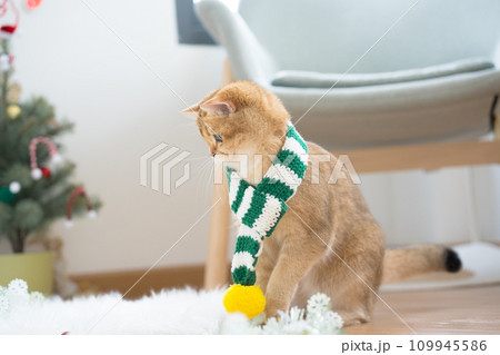 winter holiday and cat concept with british cat wear silk scarf and play with pine and christmas tree decorate background 109945586