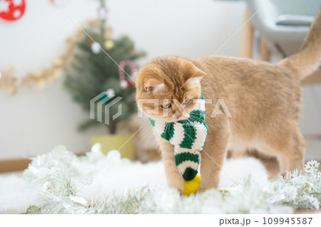 winter holiday and cat concept with british cat wear silk scarf and play with pine and christmas tree decorate background 109945587