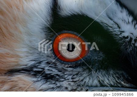 Bearded Vulture, gypaetus barbatus, Close-up of Eye Bearded Vulture, gypaetus barbatus, Close-up of Eye 109945866