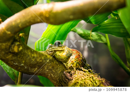 Masked tree frog. 109945878