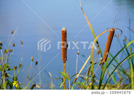 ガマ・三重湖公園 109945879