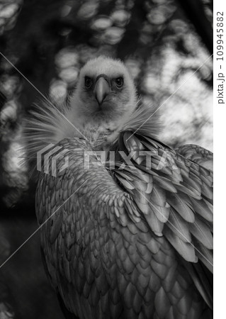 Himalayan vulture close-up portrait. 109945882