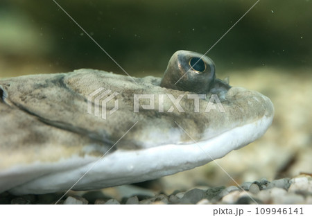 Closeup of the face of a european plaice, common and popular flatfish Closeup of the face of a european plaice, common and popular flatfish 109946141