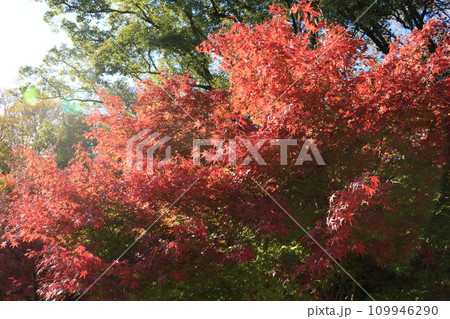 鮮やかな紅葉 鮮やかな紅葉 109946290