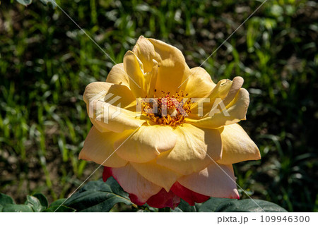 花 フラワー お花 109946300