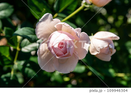 花 フラワー お花 109946304