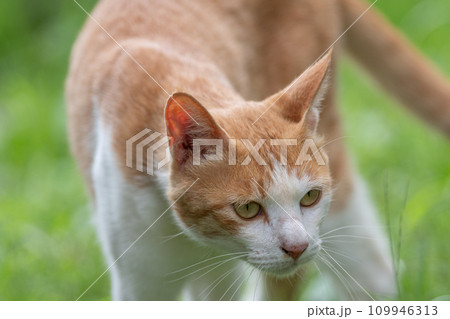 見つめる猫 茶トラ白 見つめる猫 茶トラ白 109946313