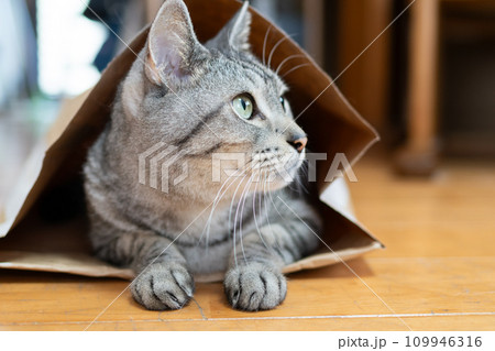 紙袋に入った猫 サバトラ猫 紙袋に入った猫 サバトラ猫 109946316