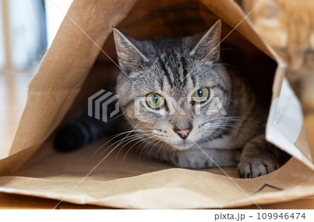 紙袋に入った猫 サバトラ猫 紙袋に入った猫 サバトラ猫 109946474
