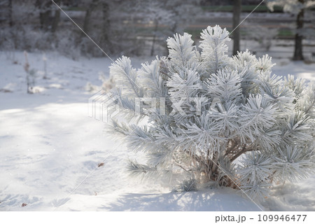 冬の景色 109946477