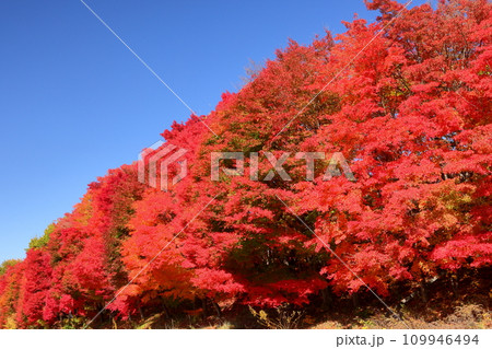 長野県茅野市宮川新井 中央自動車道沿いのもみじ並木の鮮やかな紅葉と青空のコントラスト 長野県茅野市宮川新井 中央自動車道沿いのもみじ並木の鮮やかな紅葉と青空のコントラスト 109946494
