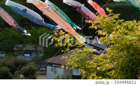 屋根より高い鯉のぼり 屋根より高い鯉のぼり 109946622