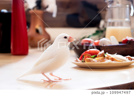食卓の上の白文鳥のオス AI生成画像 109947497
