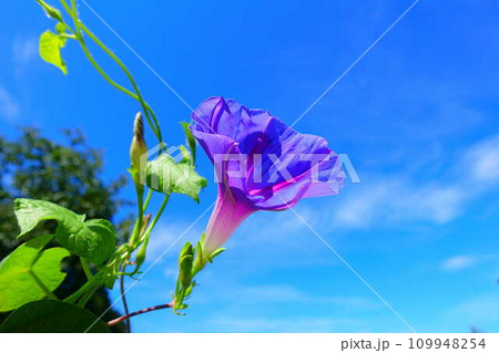 アサガオ 朝顔 あさがお アサガオ 朝顔 あさがお 109948254