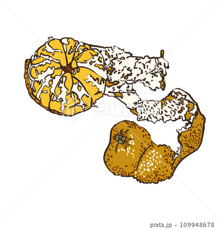 A hand-drawn drawing of a mandarin in the style of a sketch illustration.A set of abstract oranges drawn by hand. A collection of illustrations of whole and cut tangerines highlighted on a white 109948678