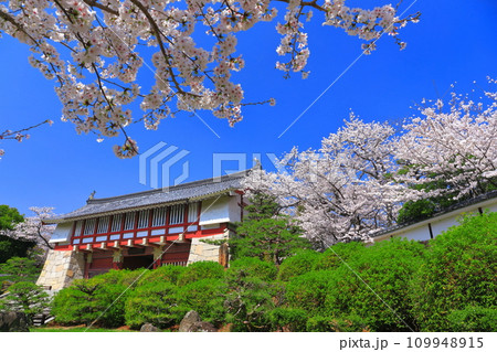 【京都府】晴天下の伏見桃山城と満開の桜（大手門） 109948915