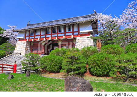 【京都府】晴天下の伏見桃山城と満開の桜（大手門） 109948916