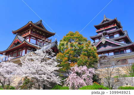 【京都府】晴天下の伏見桃山城と満開の桜（大天守と小天守） 109948921