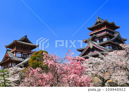 【京都府】晴天下の伏見桃山城と満開の桜（大天守と小天守） 109948922