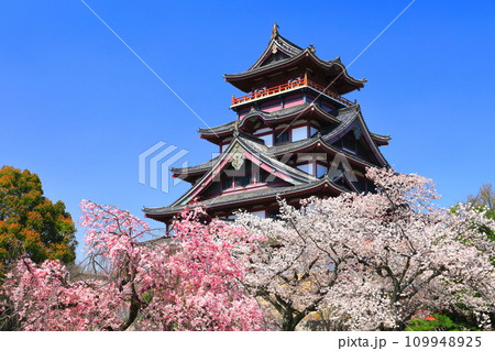 【京都府】晴天下の伏見桃山城と満開の桜 109948925