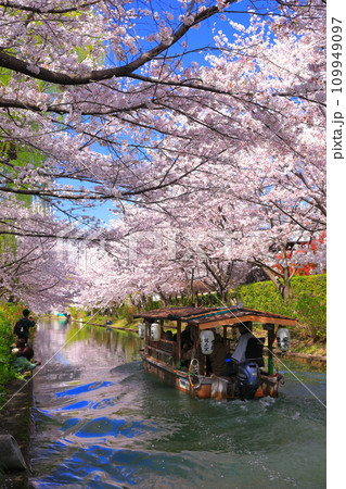 【京都府】晴天の伏見十石舟と満開の桜 【京都府】晴天の伏見十石舟と満開の桜 109949097