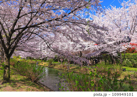 【京都府】晴天の伏見港と満開の桜(伏見十石舟) 【京都府】晴天の伏見港と満開の桜(伏見十石舟) 109949101